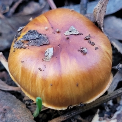 Cortinarius sp. (Cortinarius) at Gungaderra Grasslands - 28 Jun 2022 by trevorpreston