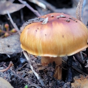 Cortinarius sp. at Kaleen, ACT - 28 Jun 2022