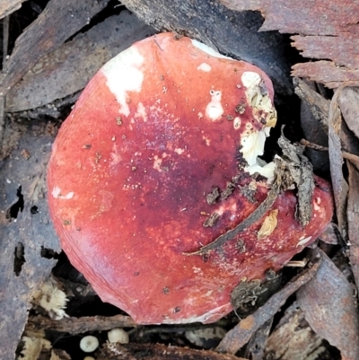 Russula sp. (genus) (Russula) at Gungaderra Grasslands - 28 Jun 2022 by trevorpreston