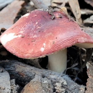 Russula sp. at Kaleen, ACT - 28 Jun 2022