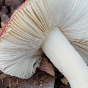 Russula sp. at Kaleen, ACT - 28 Jun 2022