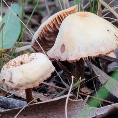 zz agaric (stem; gills not white/cream) at Kaleen, ACT - 28 Jun 2022 by trevorpreston