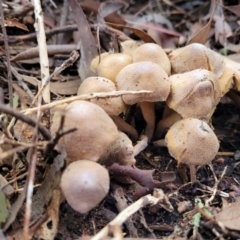 Cortinarius sp. (Cortinarius) at Gungaderra Grasslands - 28 Jun 2022 by trevorpreston