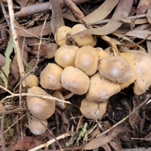 Cortinarius sp. at Kaleen, ACT - 28 Jun 2022