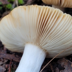 zz agaric (stem; gills white/cream) at Crace, ACT - 28 Jun 2022