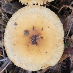 zz agaric (stem; gills white/cream) at Crace, ACT - 28 Jun 2022