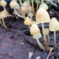 Mycena sp. (Mycena) at Crace, ACT - 28 Jun 2022 by trevorpreston