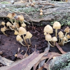 Mycena sp. at Crace, ACT - 28 Jun 2022 04:25 PM