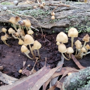 Mycena sp. at Crace, ACT - 28 Jun 2022