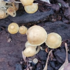 Mycena sp. at Crace, ACT - 28 Jun 2022 04:25 PM