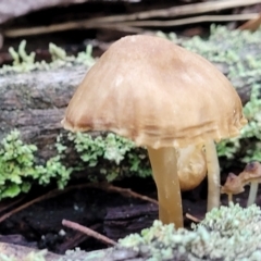 Unverified Cap on a stem; gills below cap [mushrooms or mushroom-like] - 1 Jan 1900 by trevorpreston