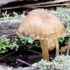 Unidentified Cap on a stem; gills below cap [mushrooms or mushroom-like] at Crace, ACT - 28 Jun 2022 by trevorpreston