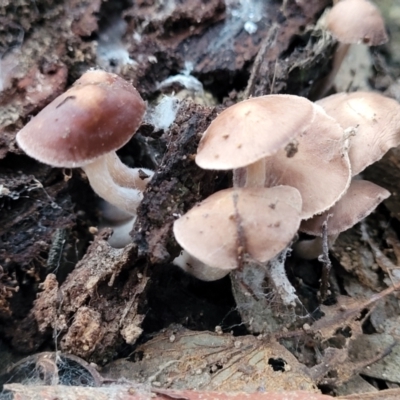 Unverified Cap on a stem; gills below cap [mushrooms or mushroom-like] - 1 Jan 1900 by trevorpreston