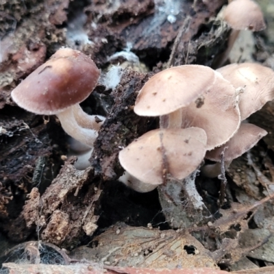 Unidentified Cap on a stem; gills below cap [mushrooms or mushroom-like] at Crace, ACT - 28 Jun 2022 by trevorpreston