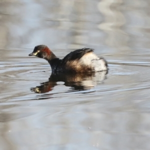 Tachybaptus novaehollandiae at Evatt, ACT - 28 Jun 2022