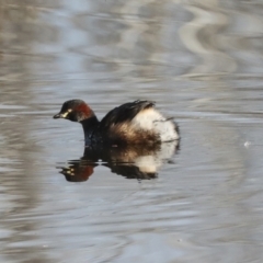 Tachybaptus novaehollandiae at Evatt, ACT - 28 Jun 2022