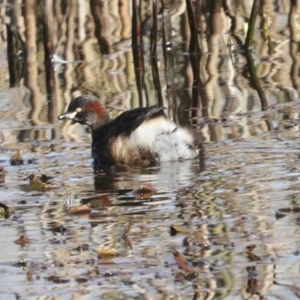 Tachybaptus novaehollandiae at Evatt, ACT - 28 Jun 2022