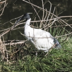 Threskiornis molucca (Australian White Ibis) at Latham, ACT - 28 Jun 2022 by AlisonMilton