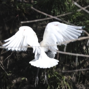 Threskiornis molucca at Latham, ACT - 28 Jun 2022 12:59 PM