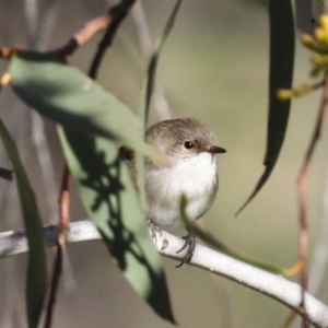 Malurus cyaneus at Melba, ACT - 28 Jun 2022