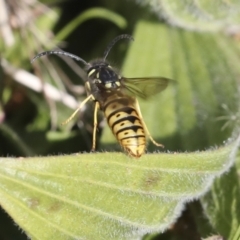 Vespula germanica (German Yellowjacket Wasp (also known as European Wasp)) at Latham, ACT - 28 Jun 2022 by AlisonMilton