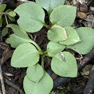 Pterostylidinae (greenhood alliance) at Jerrabomberra, NSW - suppressed