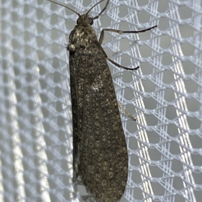 Lepidoscia saxosa at Jerrabomberra, NSW - 28 Jun 2022 by Steve_Bok