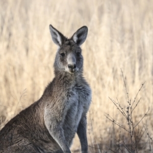 Macropus giganteus at Belconnen, ACT - 28 Jun 2022