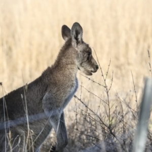 Macropus giganteus at Belconnen, ACT - 28 Jun 2022