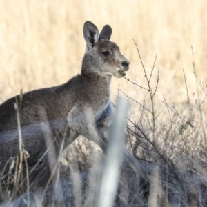 Macropus giganteus at Belconnen, ACT - 28 Jun 2022