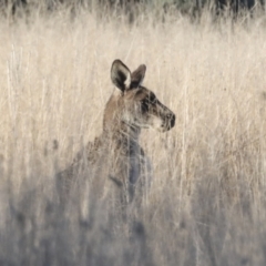 Macropus giganteus at Belconnen, ACT - 28 Jun 2022