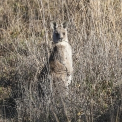 Macropus giganteus at Belconnen, ACT - 28 Jun 2022