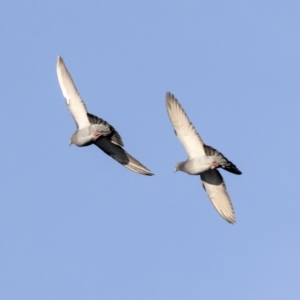 Columba livia at Belconnen, ACT - 28 Jun 2022