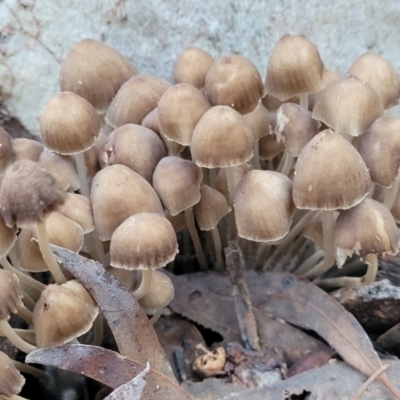 Mycena sp. (Mycena) at Crace, ACT - 28 Jun 2022 by trevorpreston