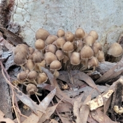 Mycena sp. at Crace, ACT - 28 Jun 2022 04:22 PM