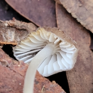 Mycena sp. at Crace, ACT - 28 Jun 2022 04:22 PM