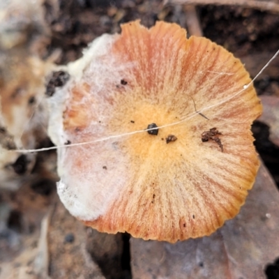 Laccaria sp. (Laccaria) at Bruce, ACT - 29 Jun 2022 by trevorpreston