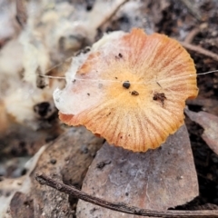 Laccaria sp. at Bruce, ACT - 29 Jun 2022