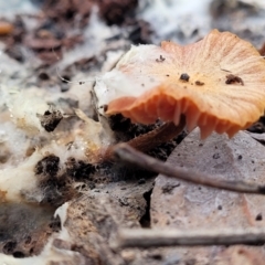 Laccaria sp. at Bruce, ACT - 29 Jun 2022