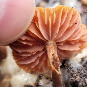 Laccaria sp. at Bruce, ACT - 29 Jun 2022