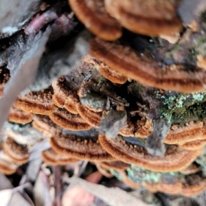 Phellinus sp. (non-resupinate) at Bruce, ACT - 29 Jun 2022