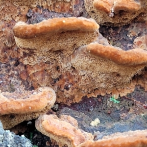 Phellinus sp. (non-resupinate) at Bruce, ACT - 29 Jun 2022