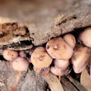 Mycena 'clarkeana group' at Bruce, ACT - 29 Jun 2022 11:47 AM