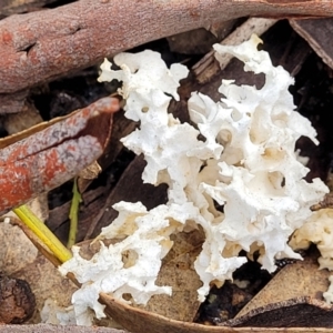 Laetiporus portentosus at Bruce, ACT - 29 Jun 2022