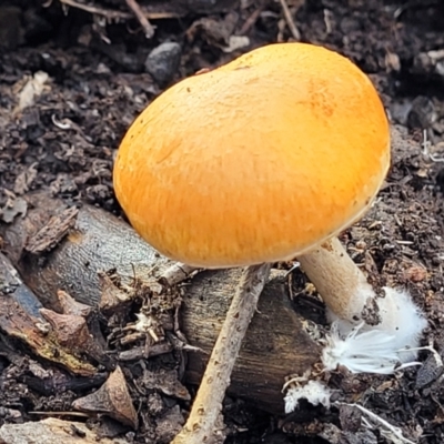 zz agaric (stem; gills not white/cream) at Bruce, ACT - 29 Jun 2022 by trevorpreston