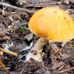 zz agaric (stem; gills not white/cream) at Bruce, ACT - 29 Jun 2022