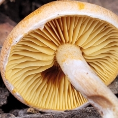 zz agaric (stem; gills not white/cream) at Bruce, ACT - 29 Jun 2022