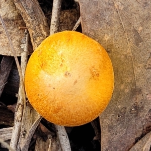 zz agaric (stem; gills not white/cream) at Bruce, ACT - 29 Jun 2022