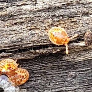 Acanthosomatidae (family) at Bruce, ACT - 29 Jun 2022