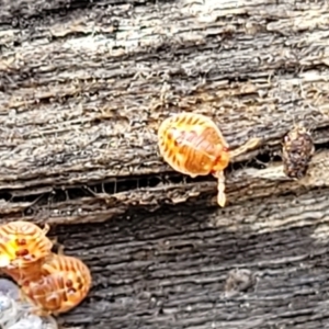 Acanthosomatidae (family) at Bruce, ACT - 29 Jun 2022